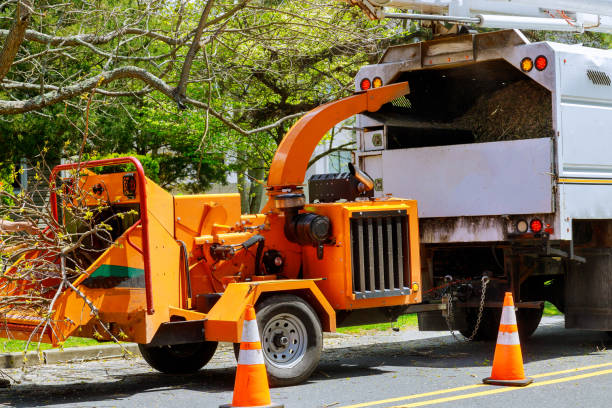 Best Root Management and Removal  in Strasburg, OH