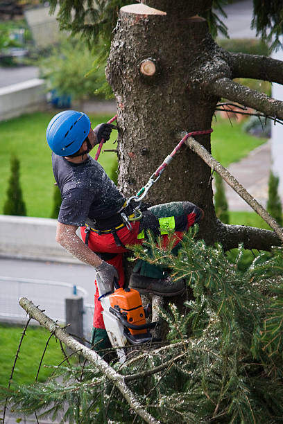 Strasburg, OH Tree Services Company