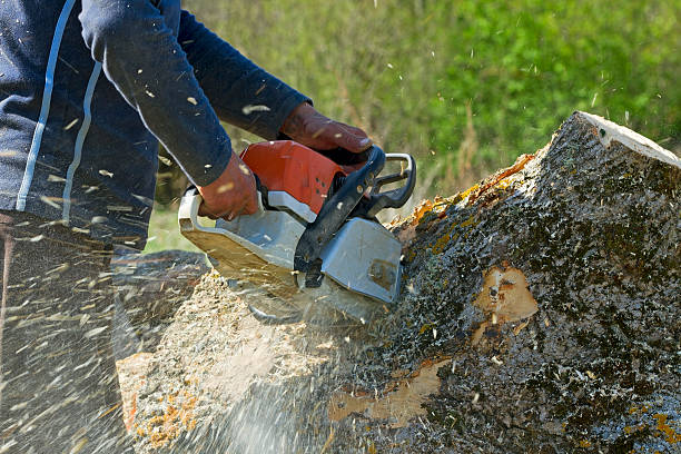 How Our Tree Care Process Works  in Strasburg, OH